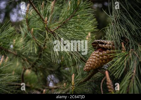 Nadelholz auf einem Baum, isoliert Stockfoto