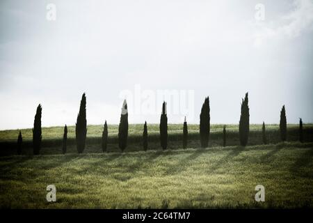 Italien, Toskana, Val d'Orcia, Landschaft um Pienza Stockfoto