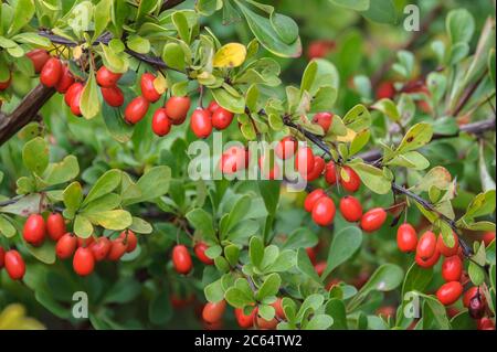 Thunbergs Berberitze Berberis, Berberitze thunbergii Stockfoto