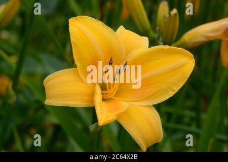 Hemerocallis Chicago Sonnenaufgang orange gelb treprapoid Taglilie Blüte Stockfoto