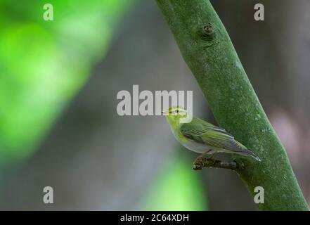 Ausgewachsener Waldsänger (Phylloscopus sibilatrix) im Wald in den Niederlanden. Auf einem Ast sitzend, umblickend. Stockfoto