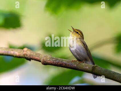 Lautes singendes Männchen Waldsänger (Phylloscopus sibilatrix), das auf Zweig im Unterholz des Laubwaldes in den Niederlanden sitzt. Stockfoto