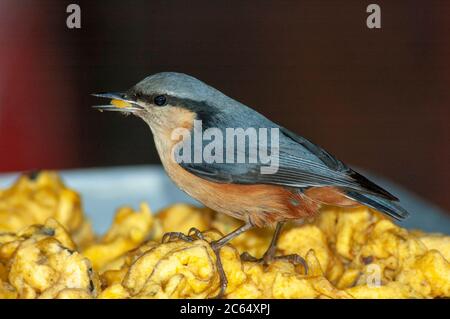 Weißschwanznuthatch (Sitta himalayensis) stiehlt Lebensmittel von einem lokalen Lebensmittelhändler in Asien. Stockfoto