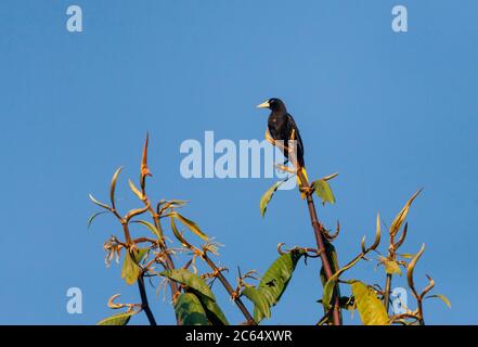 Erwachsene Gelbbbbunkelige Cacique (Cacicus cela), die in einem Baum im Amazonas-Becken des Manu-Nationalparks, Peru, thront. Sich umsehen. Stockfoto