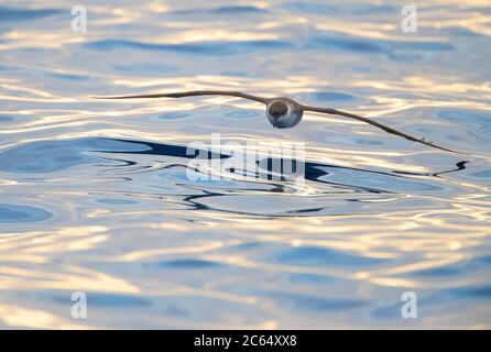 Great Shearwater (Ardenna gravis) im Atlantik vor Madeira, Portugal. Tief über bunt gemustertem Meerwasser fliegen. Stockfoto