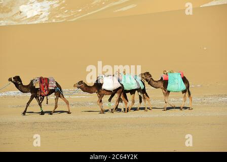 Kamelkarawane durch den Sand in der Sahara Ägypten Stockfoto