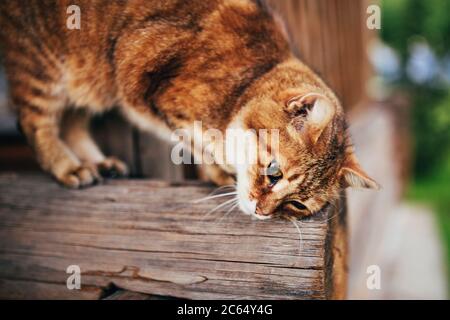 Eine große flauschige Hauskatze reibt und kratzt sich den Kopf auf einem Holzschuppen im Dorf Stockfoto