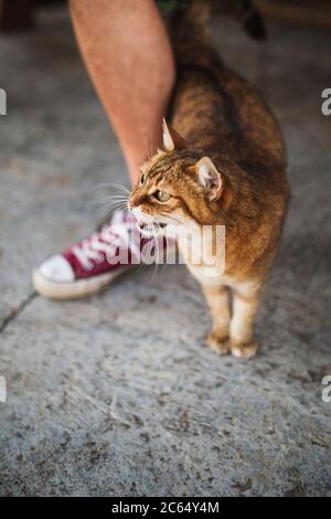 Eine schöne flauschige Katze reibt sich auf dem Bein des Besitzers Mann - ein heimeliges liebevolles Haustier Stockfoto