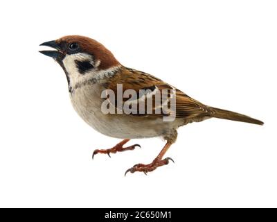 Sperlinge als die häufigsten Vögel in der menschlichen Umwelt. Eurasischer Baumsperling (Passer montanus) in Dynamik isoliert auf weißem Hintergrund Stockfoto