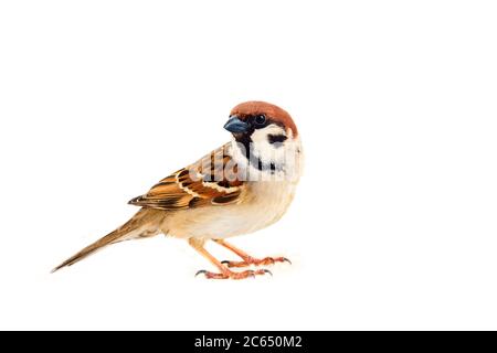 Sperlinge als die häufigsten Vögel in der menschlichen Umwelt. Eurasischer Baumsperling (Passer montanus) in Dynamik isoliert auf weißem Hintergrund Stockfoto