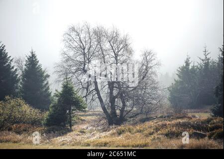 Georgenfelder Hochmoor, Moor-Birke Betula pubescens, Rot-Fichte Picea abies Stockfoto