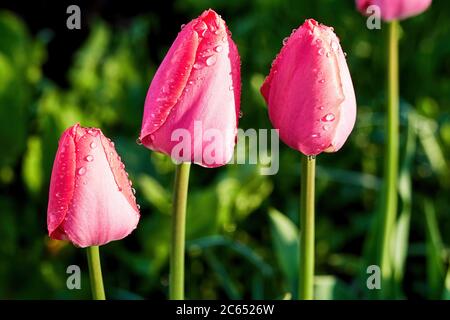 Elegante rosa Tulpen in Regentropfen nach dem Regen auf dem Blumenbeet im Garten. Blumen und Natur Hintergründe und Postkarte Stockfoto