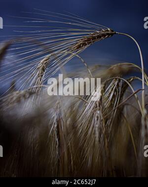 Dresden, Deutschland. Juli 2020. Gerstenohren stehen auf einem Feld in der Nähe von Dresden. Quelle: Robert Michael/dpa-Zentralbild/ZB/dpa/Alamy Live News Stockfoto