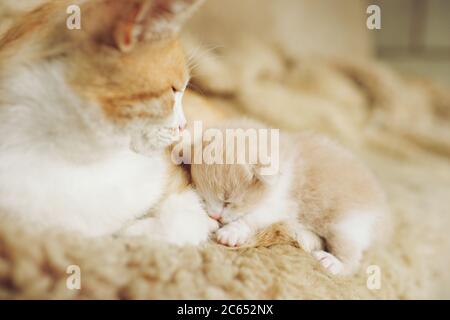 Neugeborenes beiges Kätzchen liegt mit Ingwer-Katze auf dem Bett Stockfoto