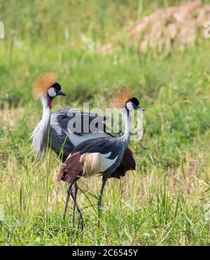 Paar Graukräne (Balearica regulorum), die in einem Sumpf in uganda stehen. Stockfoto