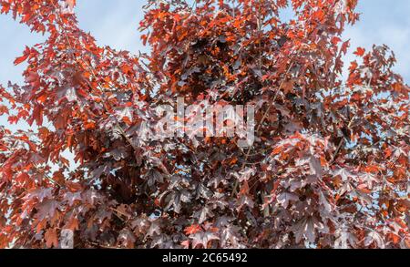 Rote Ahornblätter (Crimson King) im Sonnenlicht. Stockfoto