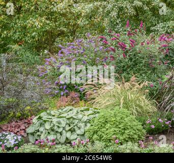 Zwerg-Sommerflieder Buddleja BUZZ® VELVET, Zwerg-Sommerflieder Buddleja BUZZ® BLUE Stockfoto