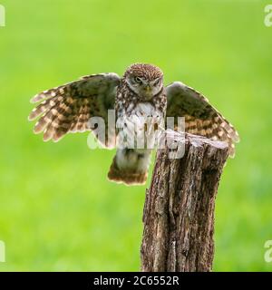 Kleine Eule (Athene noctua) landet auf einem Holzmast. Die Flügel breiten sich weit aus und die Augen konzentrieren sich auf den Landeplatz. Krallen vorne gehalten, lesen Stockfoto