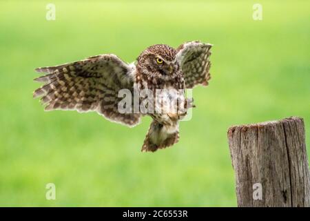 Kleine Eule (Athene noctua) landet auf einem Holzmast. Die Flügel breiten sich weit aus und die Augen konzentrieren sich auf den Landeplatz. Krallen vorne gehalten, lesen Stockfoto