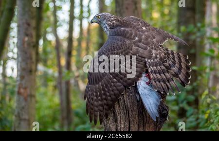 Unreifer nördlicher Habicht (Accipiter gentilis), der auf seiner Beute sitzt. Stockfoto