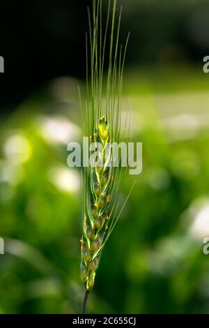 Dünne Stachelette aus grünem Gras auf einem Hintergrund von zarten Bokeh aus dem Sonnenlicht in den Morgen. Nahaufnahme. Stockfoto