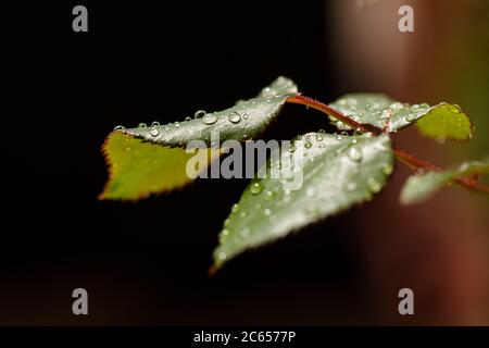 Nahaufnahme von Wassertropfen, die nach Regen auf grünen Blättern im Garten Rollen Stockfoto