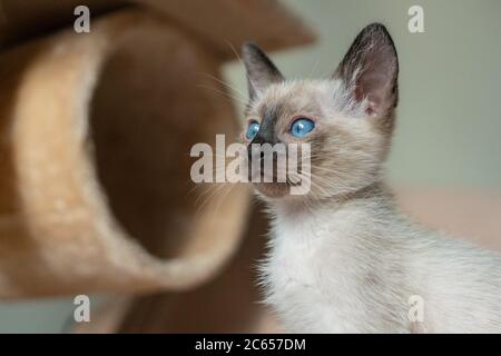 Niedliches Kätzchen sitzend. Reinrassige 2 Monate alte Siamkatze mit blauen mandelförmigen Augen auf beigem Spielplatz Hintergrund. Konzepte von Haustieren spielen Verstecken Stockfoto