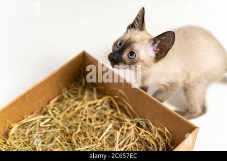 Thai Kätzchen versteckt in einem Box Korb. Reinrassige 2 Monate alte Siamkatze mit blauen mandelförmigen Augen auf Box Korb Hintergrund. Konzepte von Haustieren spielen hidi Stockfoto