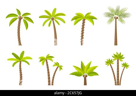 Vektor-Set von grünen einfachen Bäumen. Flache Cartoon Palmen auf weißem Hintergrund. Stock Vektor