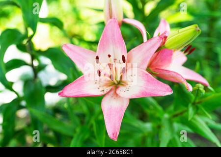 Rosa Lilienblume Nahaufnahme, selektiver Fokus. Stockfoto