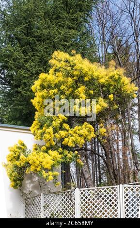Ein blühender Mimosenbaum mit gelben Blüten auf einem Hintergrund von blauem bewölktem Himmel und anderen Bäumen. Stockfoto