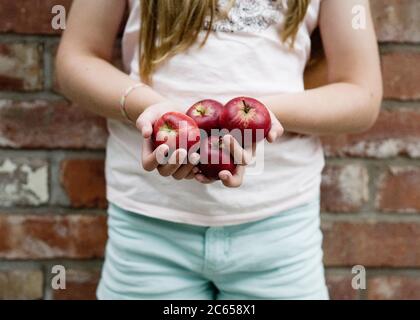 Ein Kind hält vier rote Äpfel in den Handflächen im Freien bei Tageslicht vor einer Ziegelwand. Stockfoto