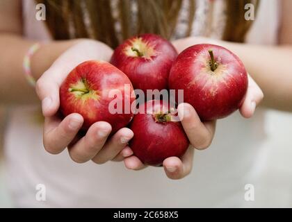 Vier rote Äpfel in den Handflächen von zwei Händen gehalten. Stockfoto