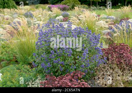 Bartblume Caryopteris × clandonensis GRAND BLEU Stockfoto