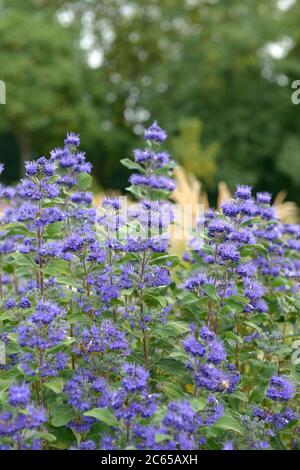 Bartblume Caryopteris × clandonensis GRAND BLEU Stockfoto