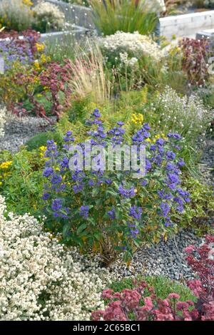 Bartblume Caryopteris × clandonensis GRAND BLEU Stockfoto