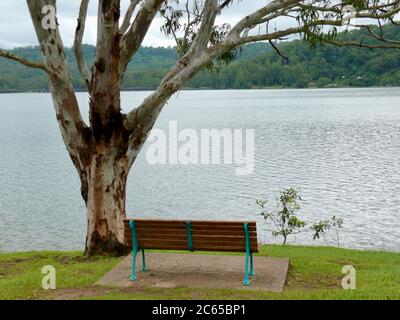 Park Bench unter einem sich ausbreitenden Eukalyptusbaum am Ufer des Lake Baroon Stockfoto