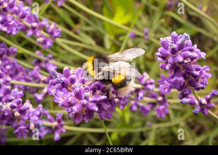 Hummel auf lila Blüten. Makrofoto der Hummel auf Lavendel. Nahaufnahme des Insekts. Stockfoto