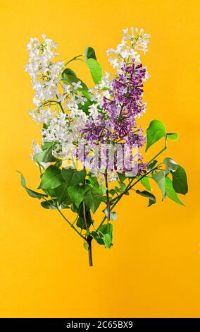 Fliederblüte Ast Ansicht. Frühling weiß Flieder Zweig auf einem hellen gelben Hintergrund Stockfoto