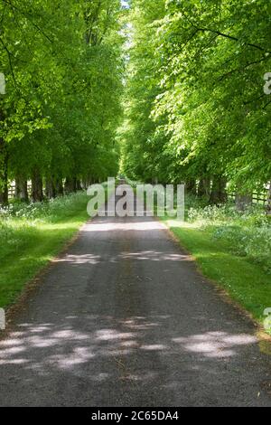 Winchester, Hampshire, England - Allee der Buchen mit Landstraße getuppelt in der Sonne Stockfoto