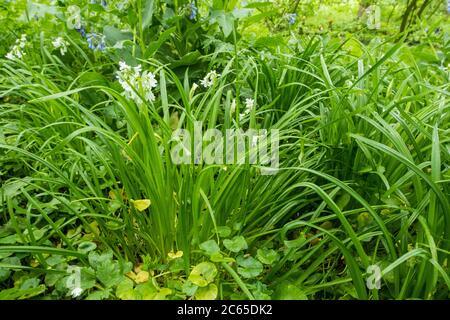 Dreieckiger Leek Stockfoto