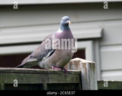 Eine pralle Woodpigeon Hocken auf einem Zaun Panel auf der Suche nach Nahrung in einem Garten in Alsager Cheshire England Vereinigtes Königreich Großbritannien Stockfoto