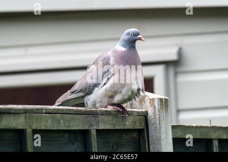 Eine pralle Woodpigeon Hocken auf einem Zaun Panel auf der Suche nach Nahrung in einem Garten in Alsager Cheshire England Vereinigtes Königreich Großbritannien Stockfoto