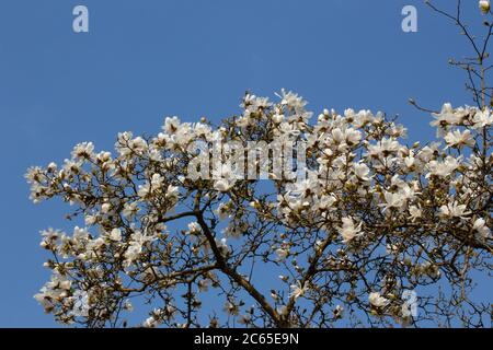 Niedriger Blickwinkel auf weiße Blumen eines Magnolienbaums vor einem klaren blauen Himmel, Magnolia grandiflora Stockfoto