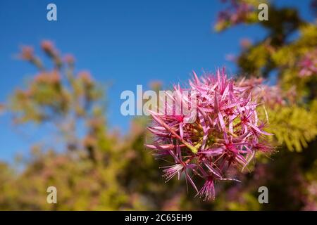 Calytrix exexpandata auch bekannt als Pink Turkey Bush oder Kimberley Heather ist eine einheimische Blume Australiens. Stockfoto