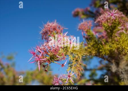 Calytrix exexpandata auch bekannt als Pink Turkey Bush oder Kimberley Heather ist eine einheimische Blume Australiens. Stockfoto