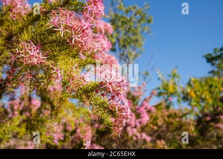 Calytrix exexpandata auch bekannt als Pink Turkey Bush oder Kimberley Heather ist eine einheimische Blume Australiens. Stockfoto