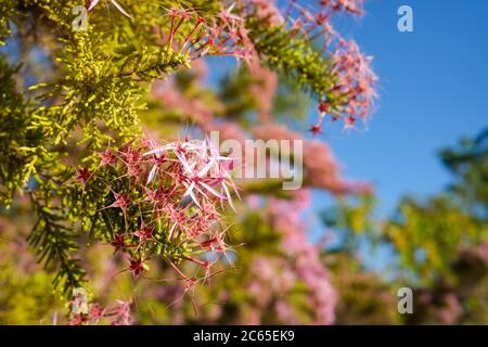 Calytrix exexpandata auch bekannt als Pink Turkey Bush oder Kimberley Heather ist eine einheimische Blume Australiens. Stockfoto