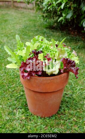 Terracotta-Topf mit hausgewachsenem gemischtem Salat, Blattsalat Pflanzen bereit für die Ernte in einem üppigen Garten Stockfoto