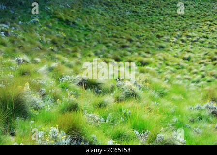 Gras auf dem Boden des Maundi Kraters. Marangu Route, Kilimanjaro, Tansania, Afrika Stockfoto